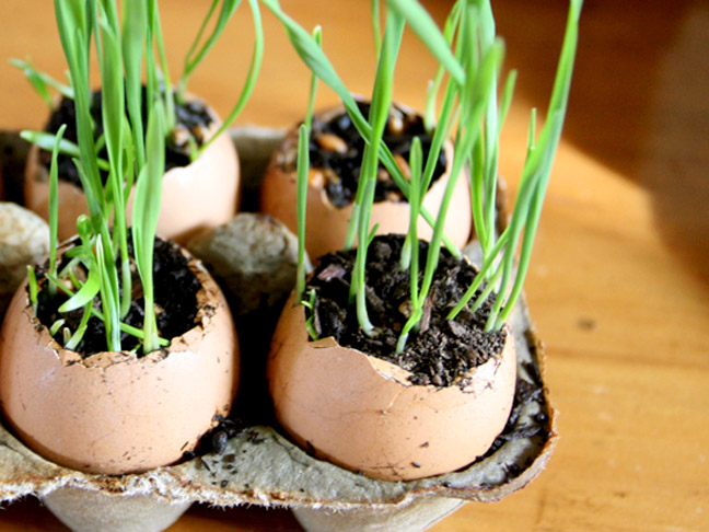 easter eggs, growing easter grass in eggs, 