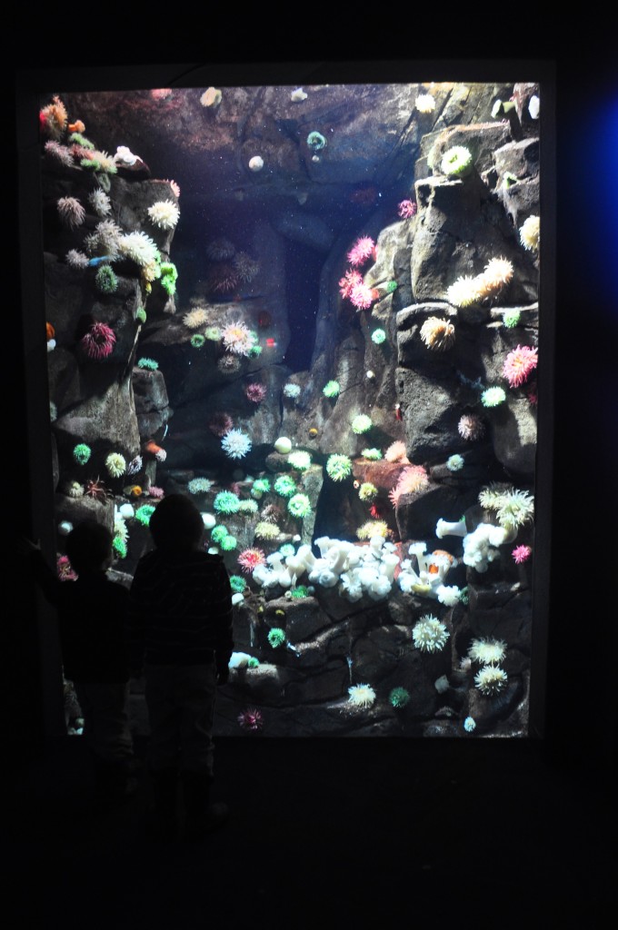 ripley's aquarium toronto