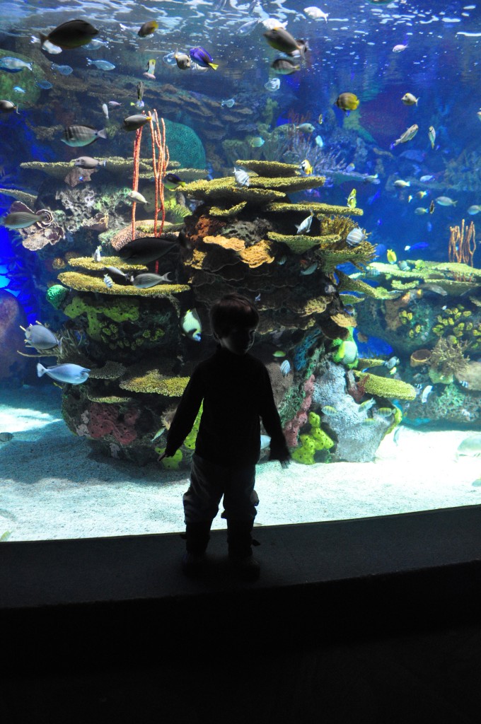 ripley's aquarium, under the sea