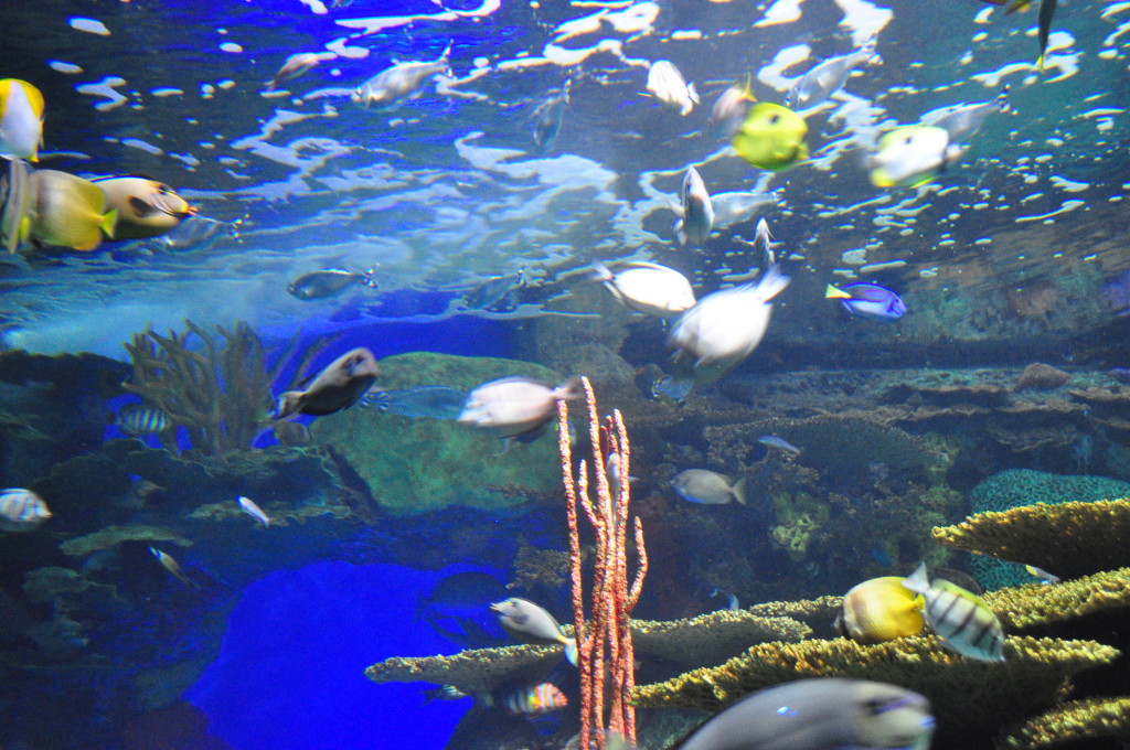 ripley's aquarium, fish