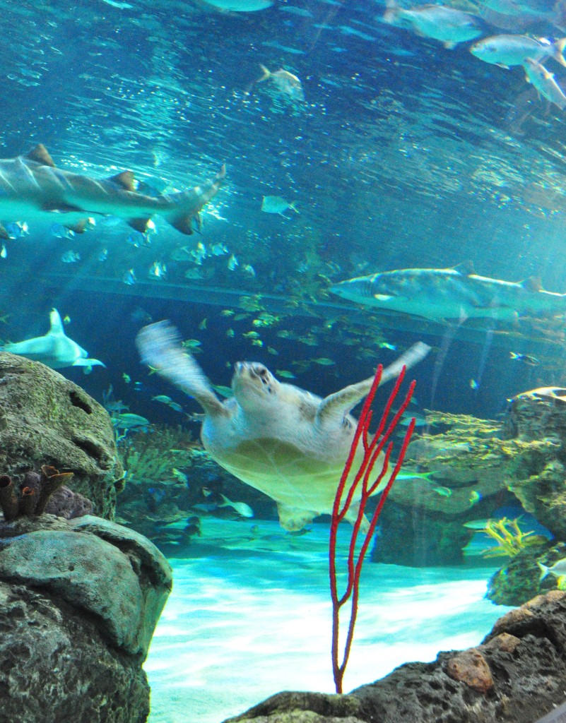 ripley's aquarium, sea turle