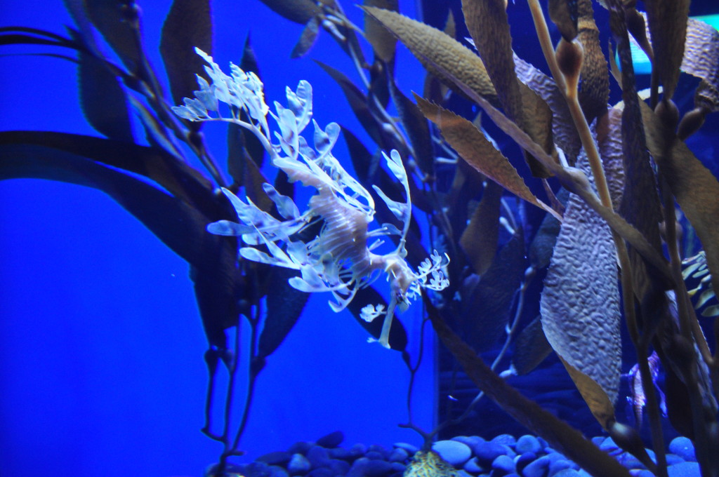 sea horse, ripley's aquarium
