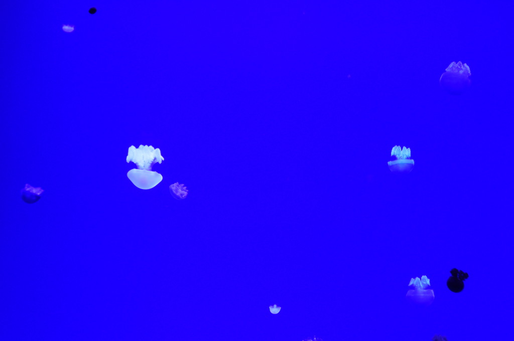 ripley's aquarium, jellyfish