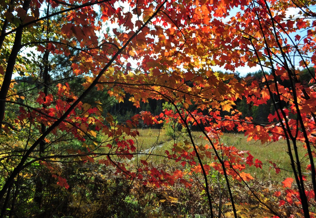 fall, muskoka, fall colours